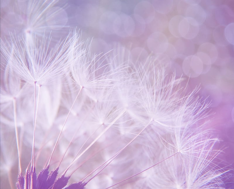 Dreamy Botanicals